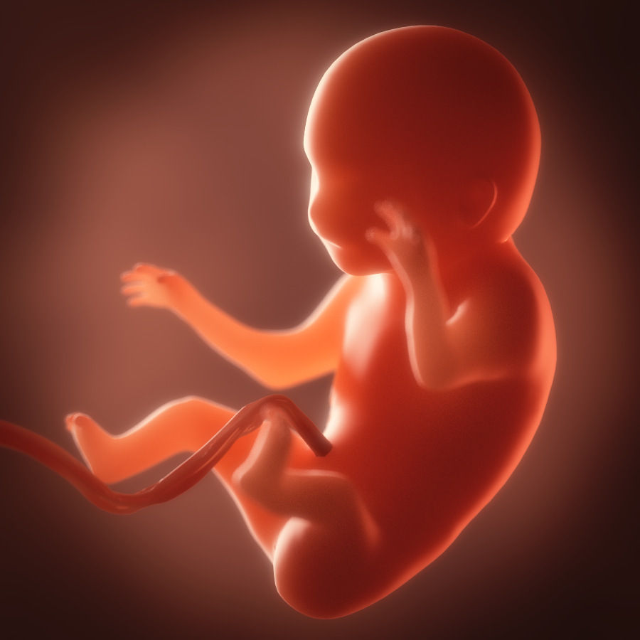 Human embryo fetus Growth animation 3D model_6