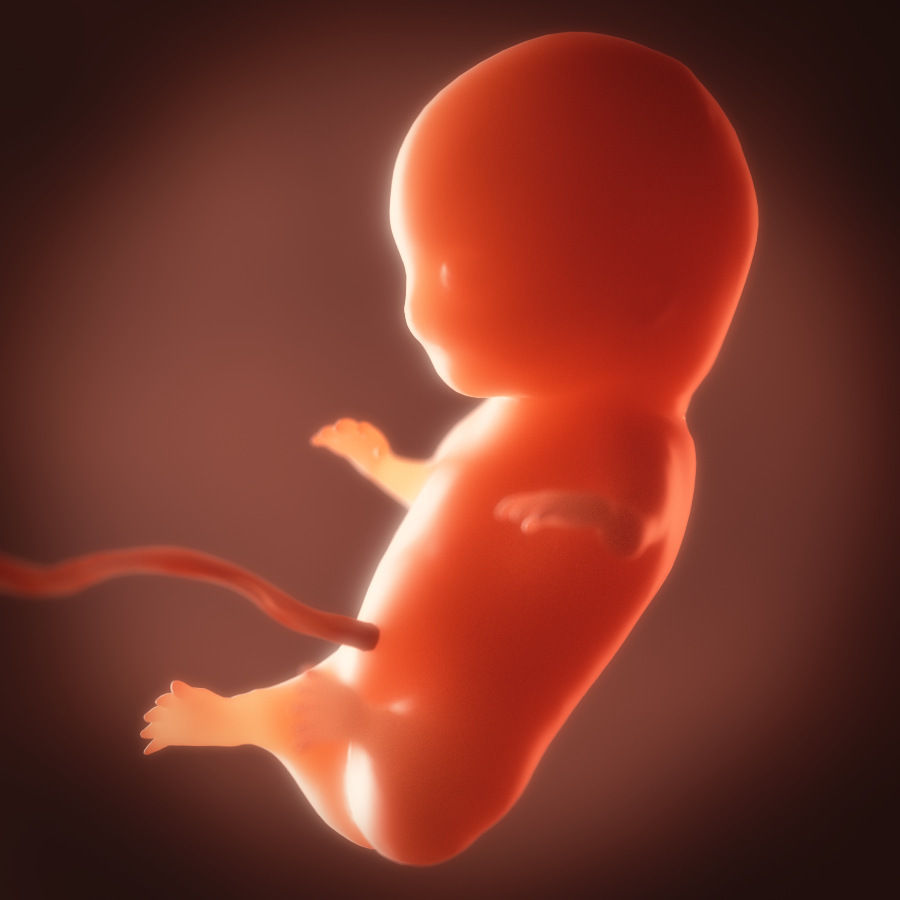Human embryo fetus Growth animation 3D model_7