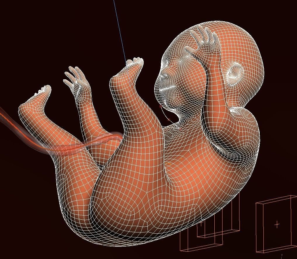 Human embryo fetus Growth animation 3D model_17