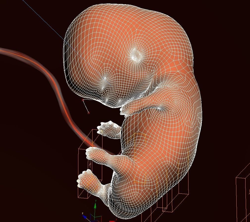 Human embryo fetus Growth animation 3D model_15