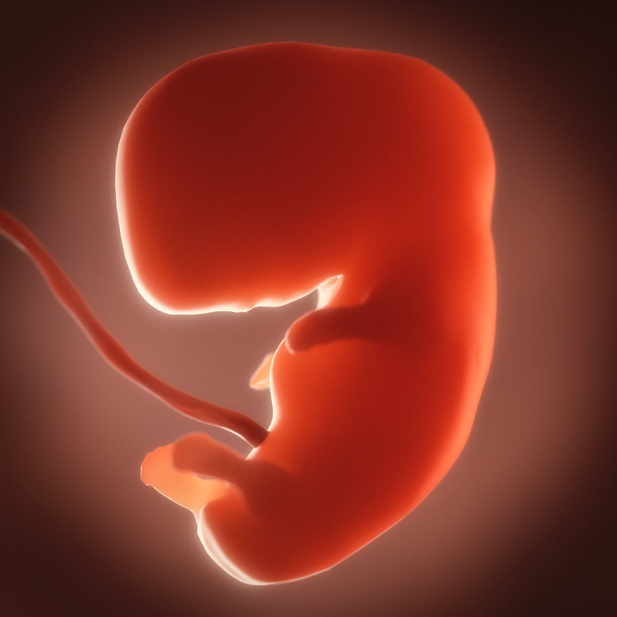 Human embryo fetus Growth animation 3D model_3