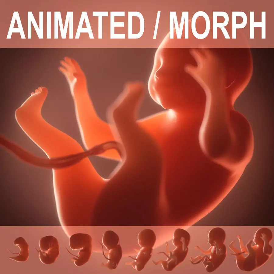 Human embryo fetus Growth animation 3D model_0