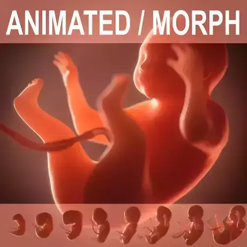 Human embryo fetus Growth animation 3D model