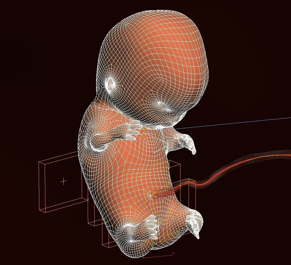 Human embryo fetus Growth animation 3D model_13