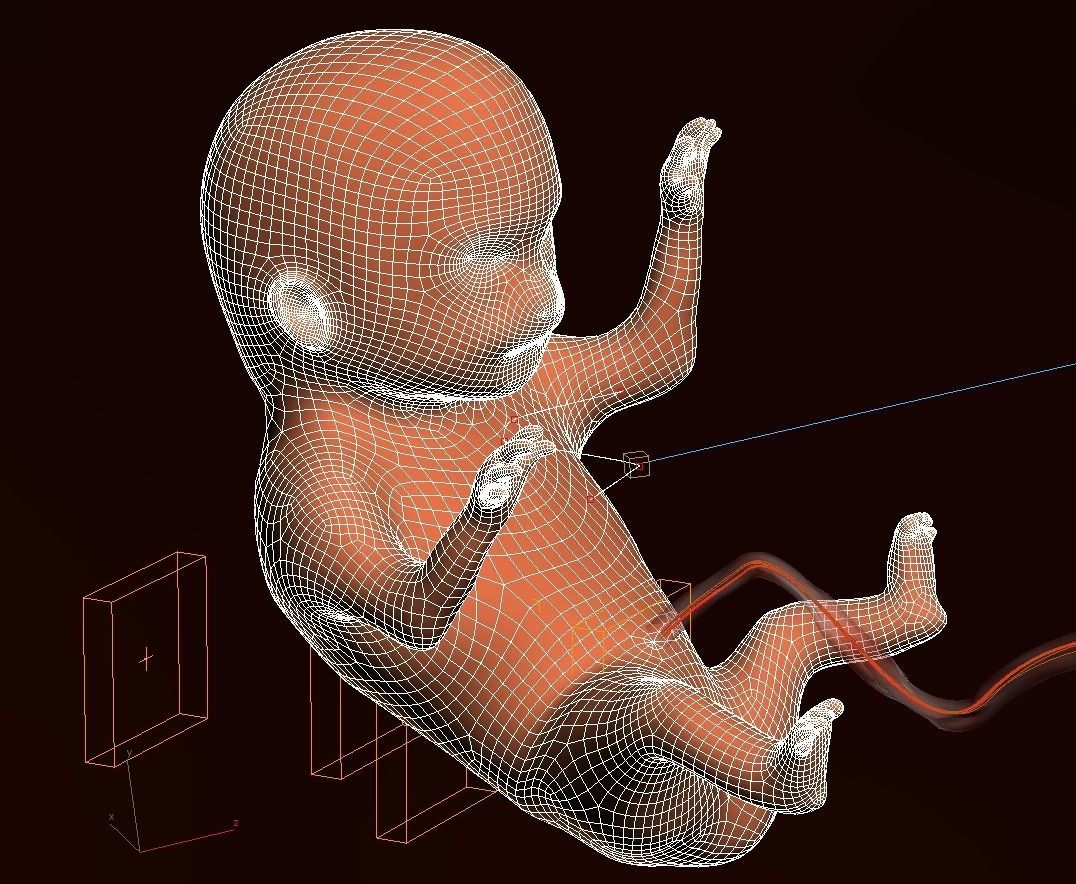 Human embryo fetus Growth animation 3D model_16