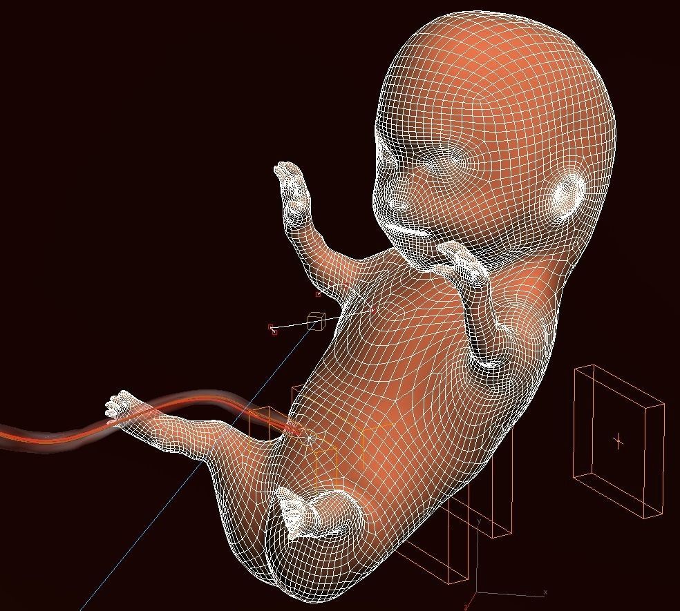 Human embryo fetus Growth animation 3D model_14
