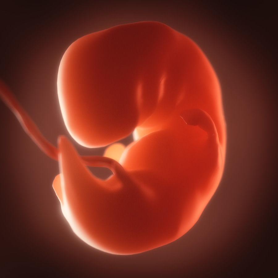 Human embryo fetus Growth animation 3D model_5