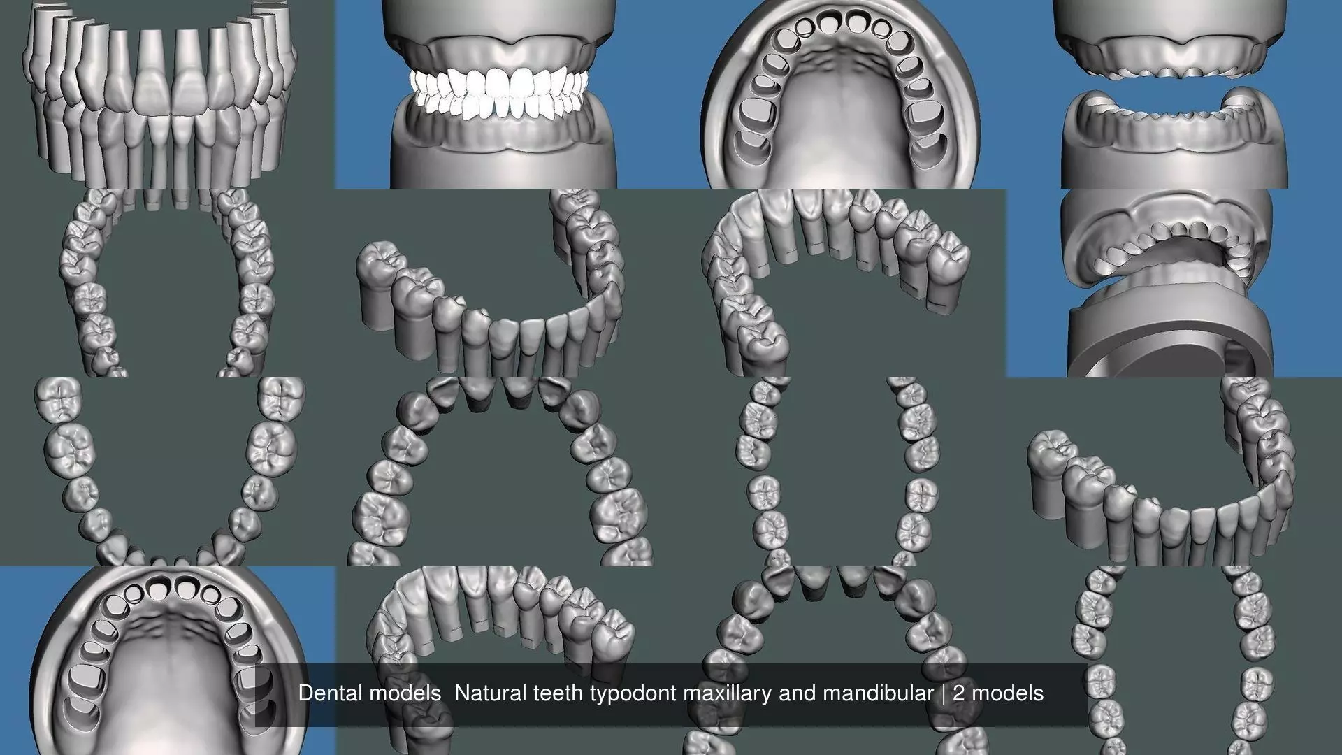 Dental models  Natural teeth typodont maxillary and mandibular 3D Model Collection_1