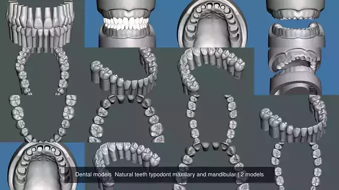 Dental models  Natural teeth typodont maxillary and mandibular