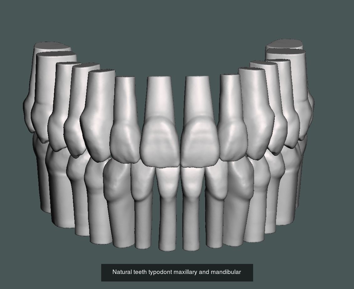 Dental models  Natural teeth typodont maxillary and mandibular 3D Model Collection_5