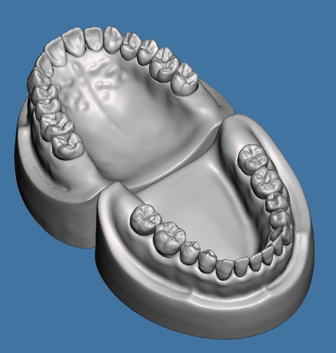 Dental models  Natural teeth typodont maxillary and mandibular 3D Model Collection_3