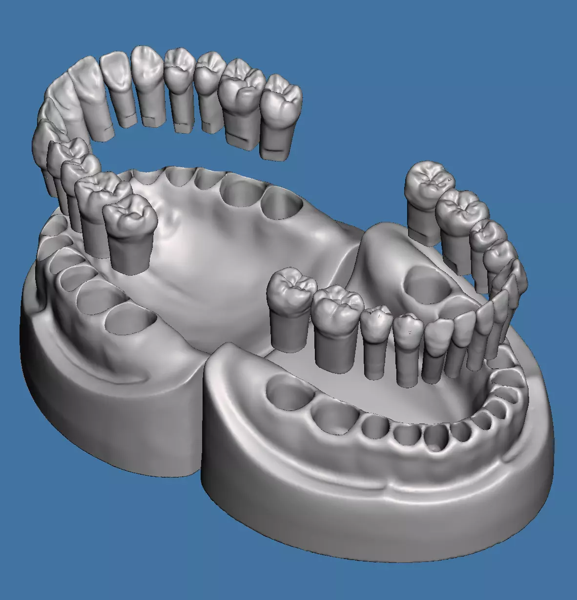 Dental models  Natural teeth typodont maxillary and mandibular 3D Model Collection_0