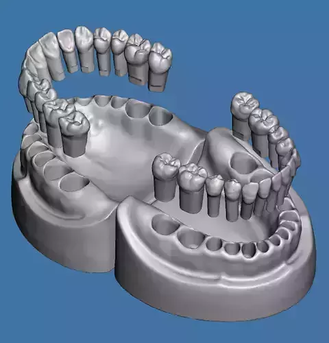 Dental models  Natural teeth typodont maxillary and mandibular 3D Model Collection