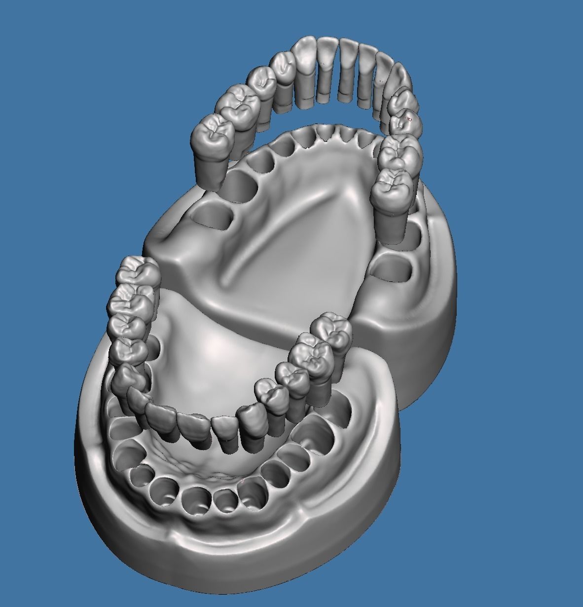 Dental models  Natural teeth typodont maxillary and mandibular 3D Model Collection_4