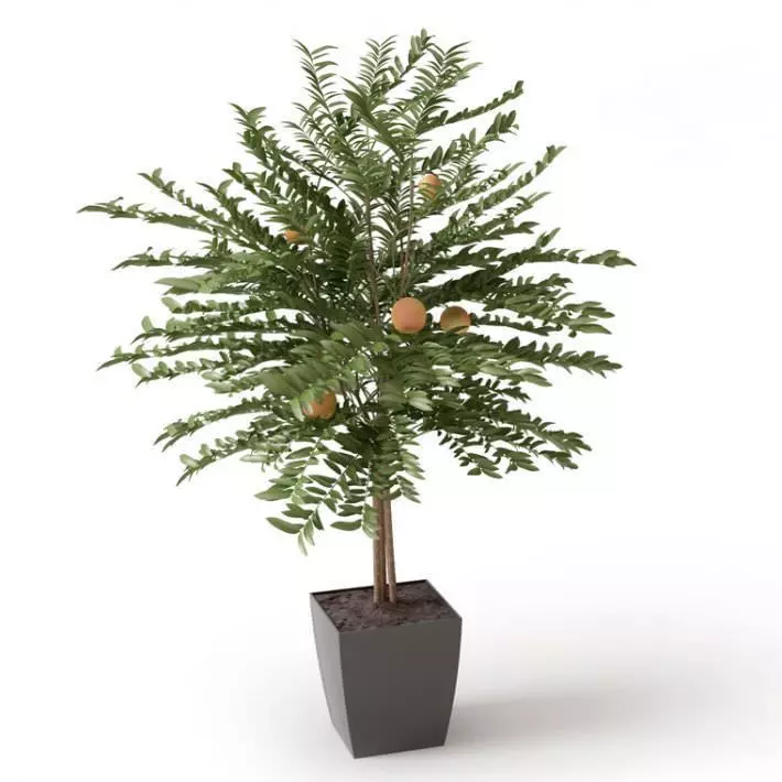 Fruit Tree In A Pot 3D model_0