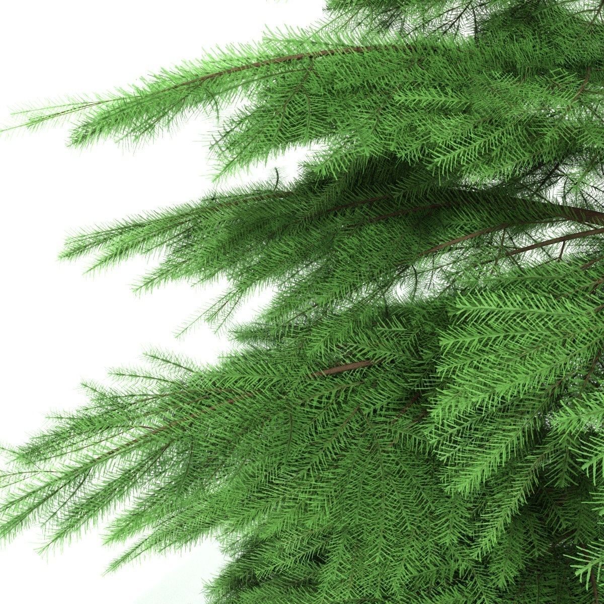 Fir tree - animation of growth 3D model_2