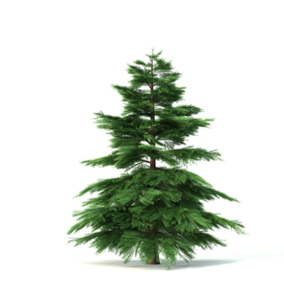Fir tree - animation of growth 3D model_7