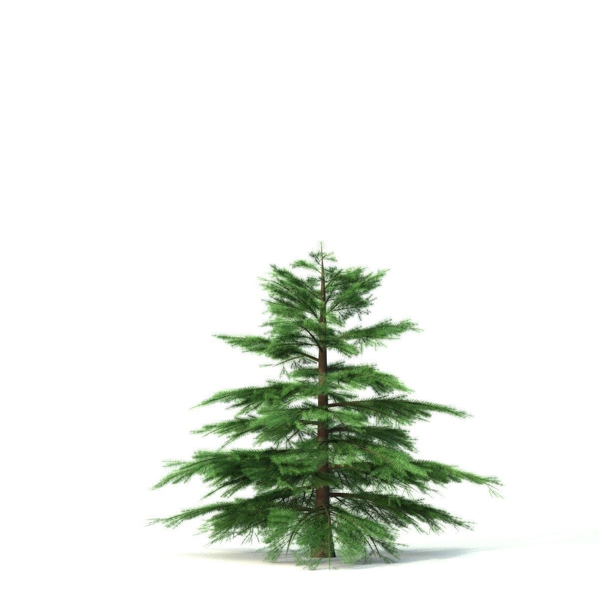 Fir tree - animation of growth 3D model_5