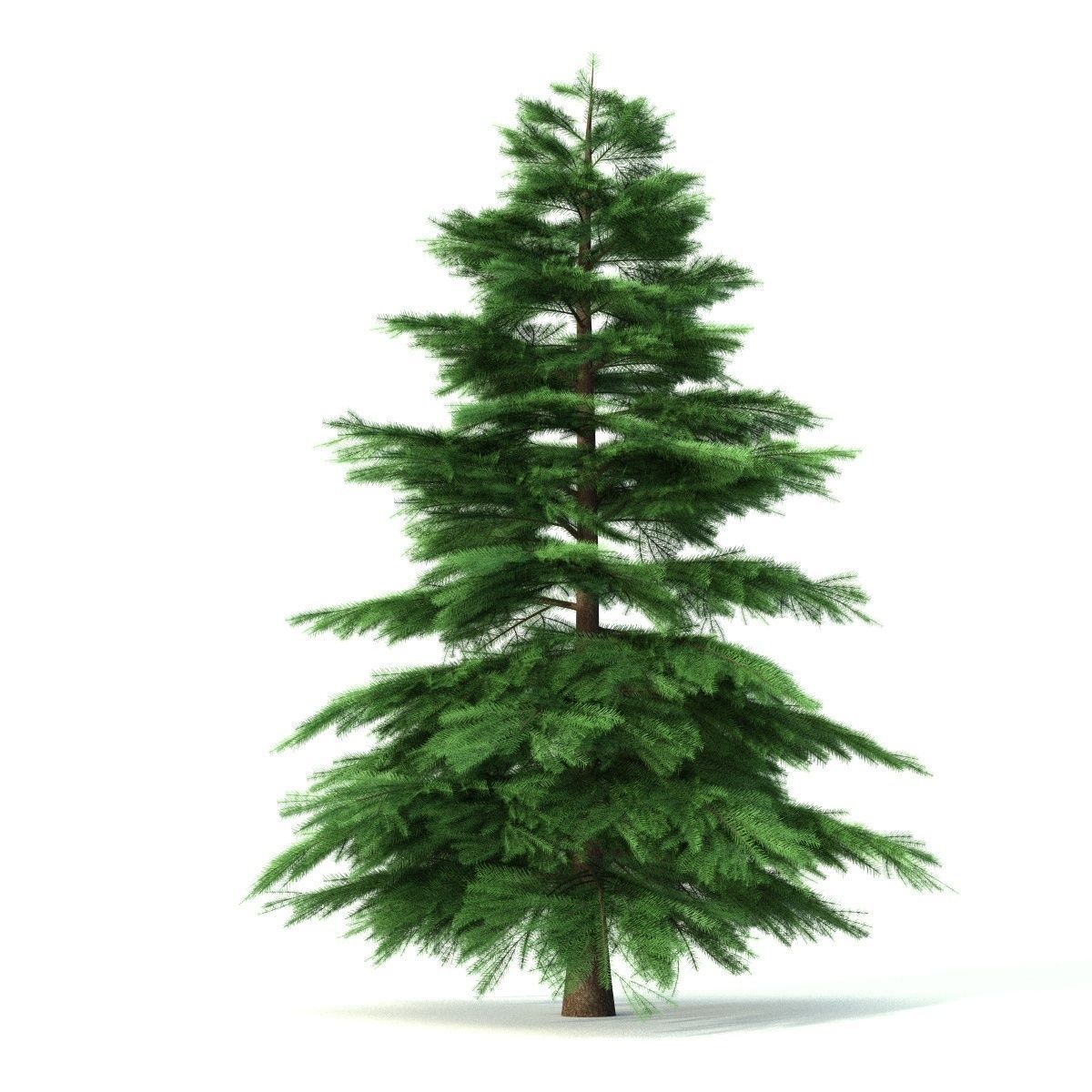 Fir tree - animation of growth 3D model_6