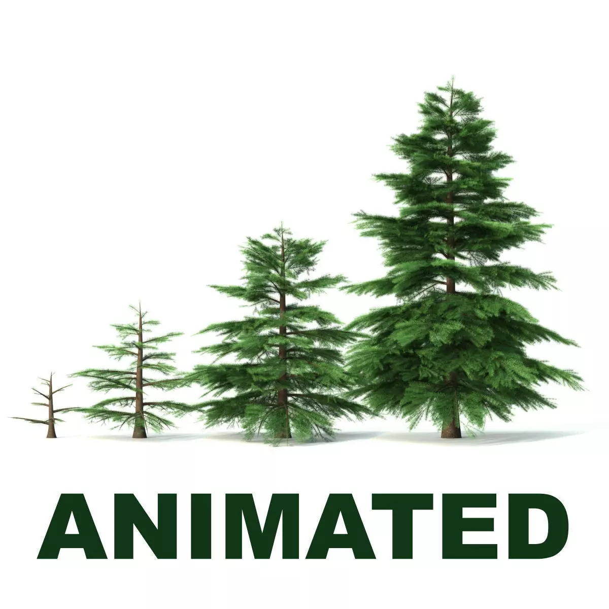 Fir tree - animation of growth 3D model_0