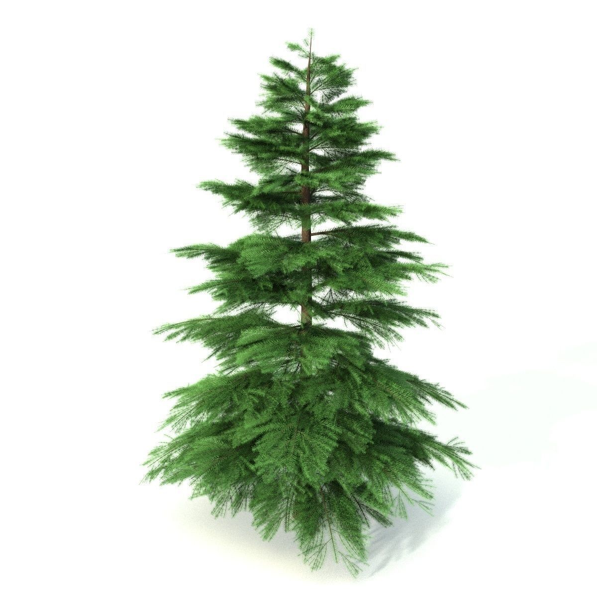 Fir tree - animation of growth 3D model_1