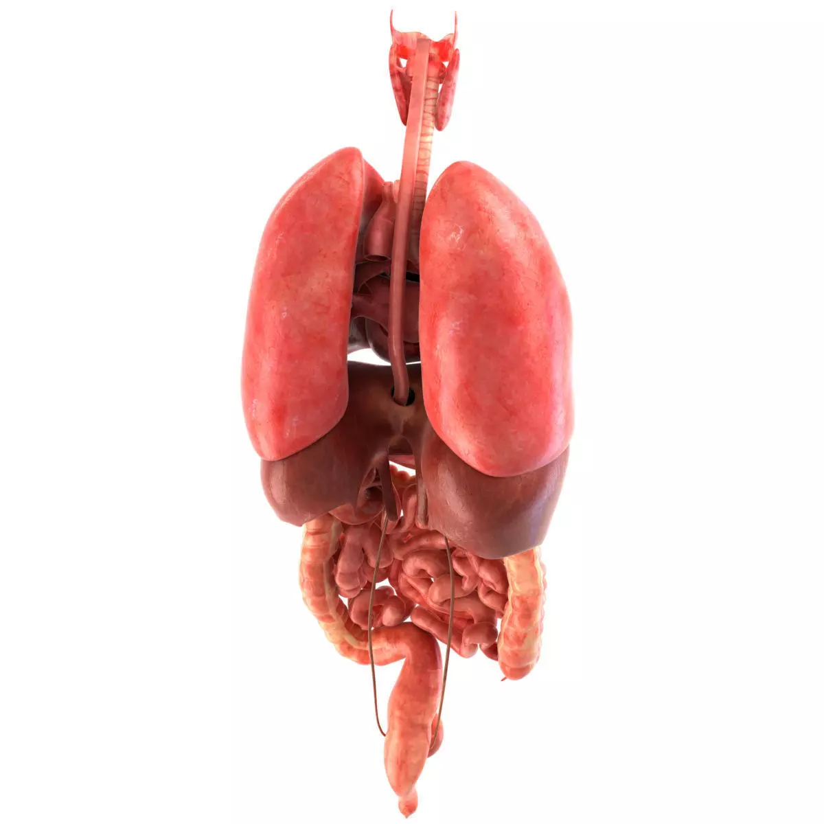 Human internal organs Low-poly 3D model
