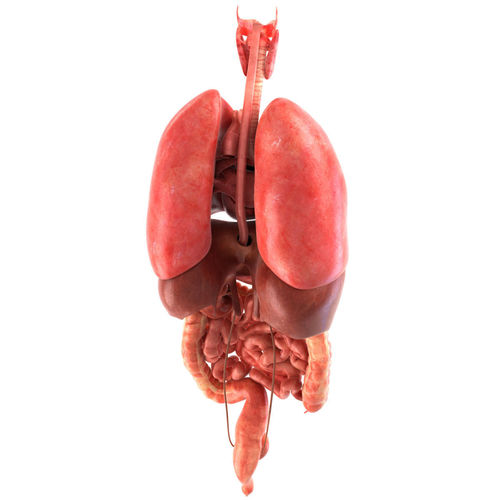 Human internal organs Low-poly 3D model