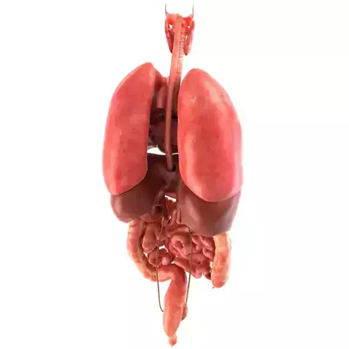 Human internal organs Low-poly 3D model