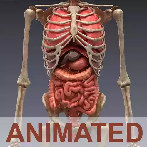 Human anatomy Animated High Poly and lowpoly Unity included Low-poly 3D model