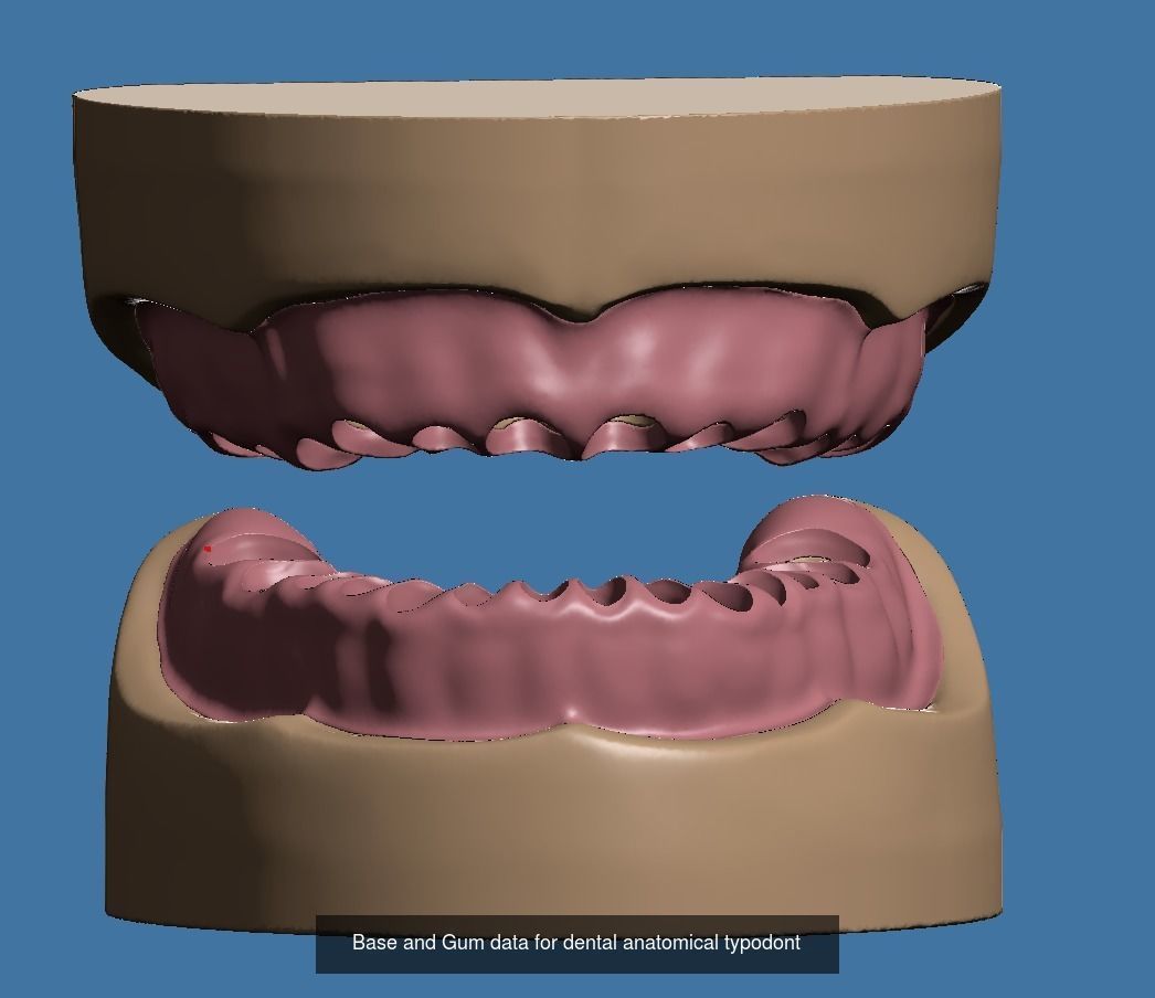 Dental model maxillary and mandibular with soft tissue version 3D Model Collection_4