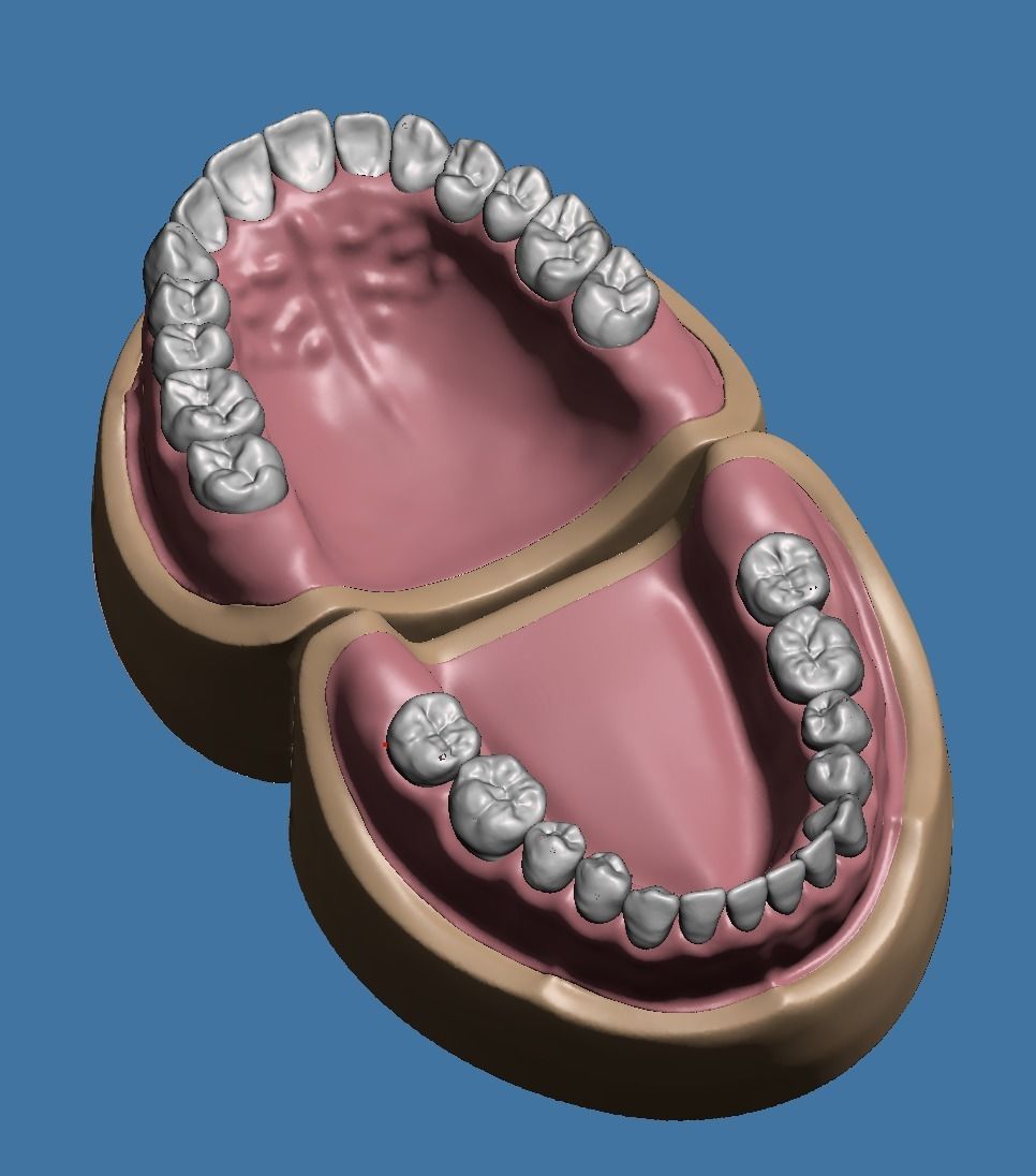 Dental model maxillary and mandibular with soft tissue version 3D Model Collection_8