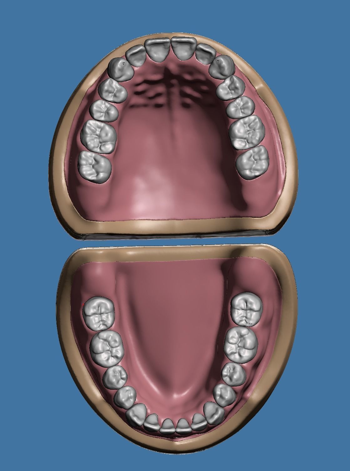Dental model maxillary and mandibular with soft tissue version 3D Model Collection_3