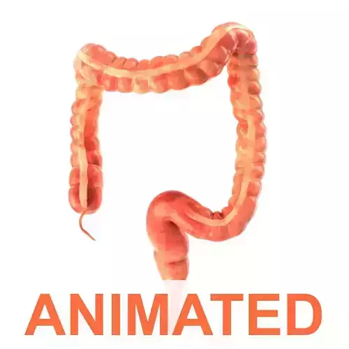 Human colon Animated Low-poly 3D model