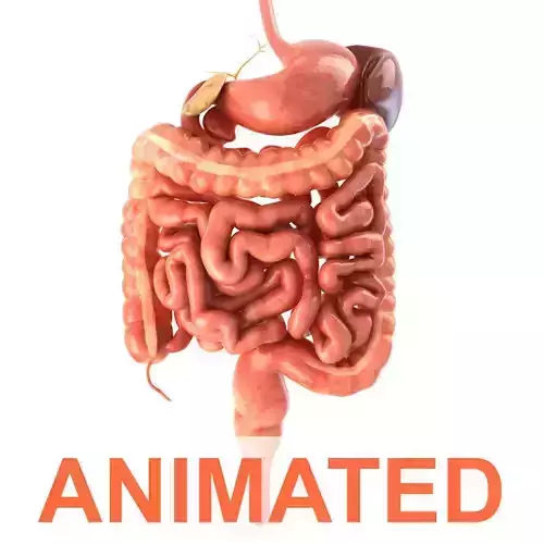 Digestive system Animated Low-poly 3D model