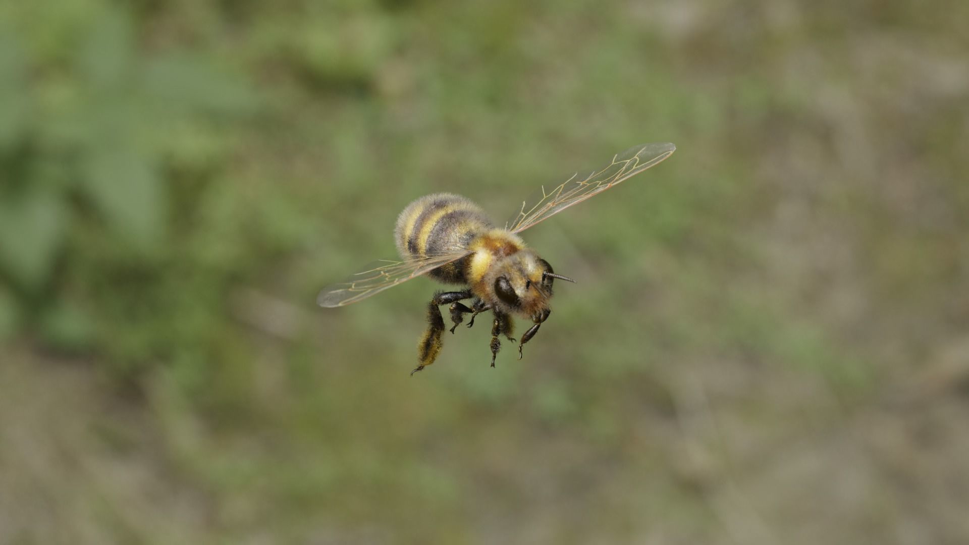 Honey bee Low-poly 3D model_36