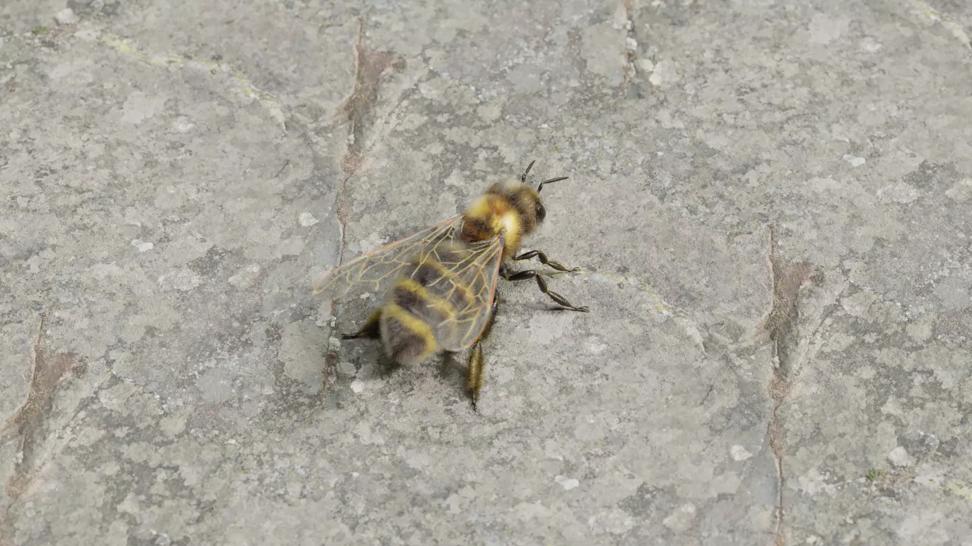 Honey bee Low-poly 3D model_0