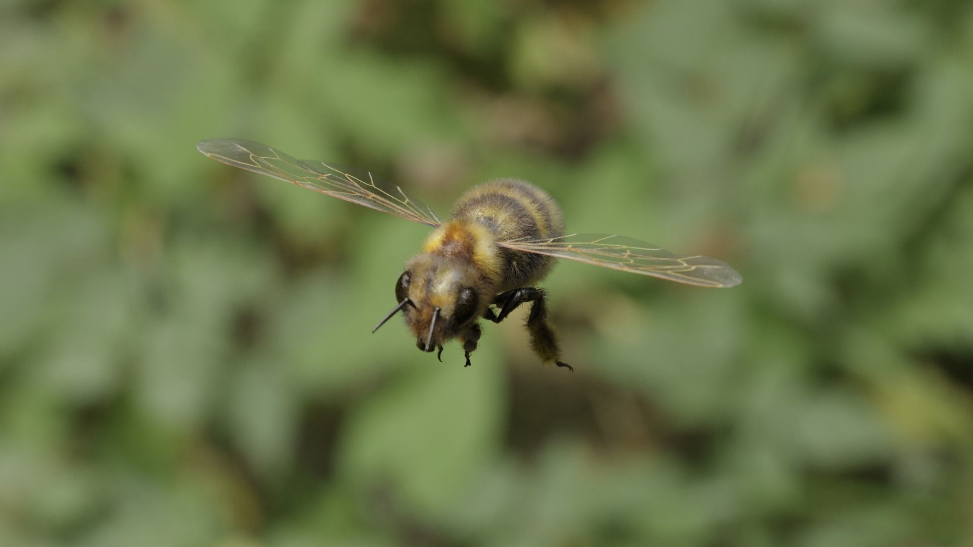 Honey bee Low-poly 3D model_21