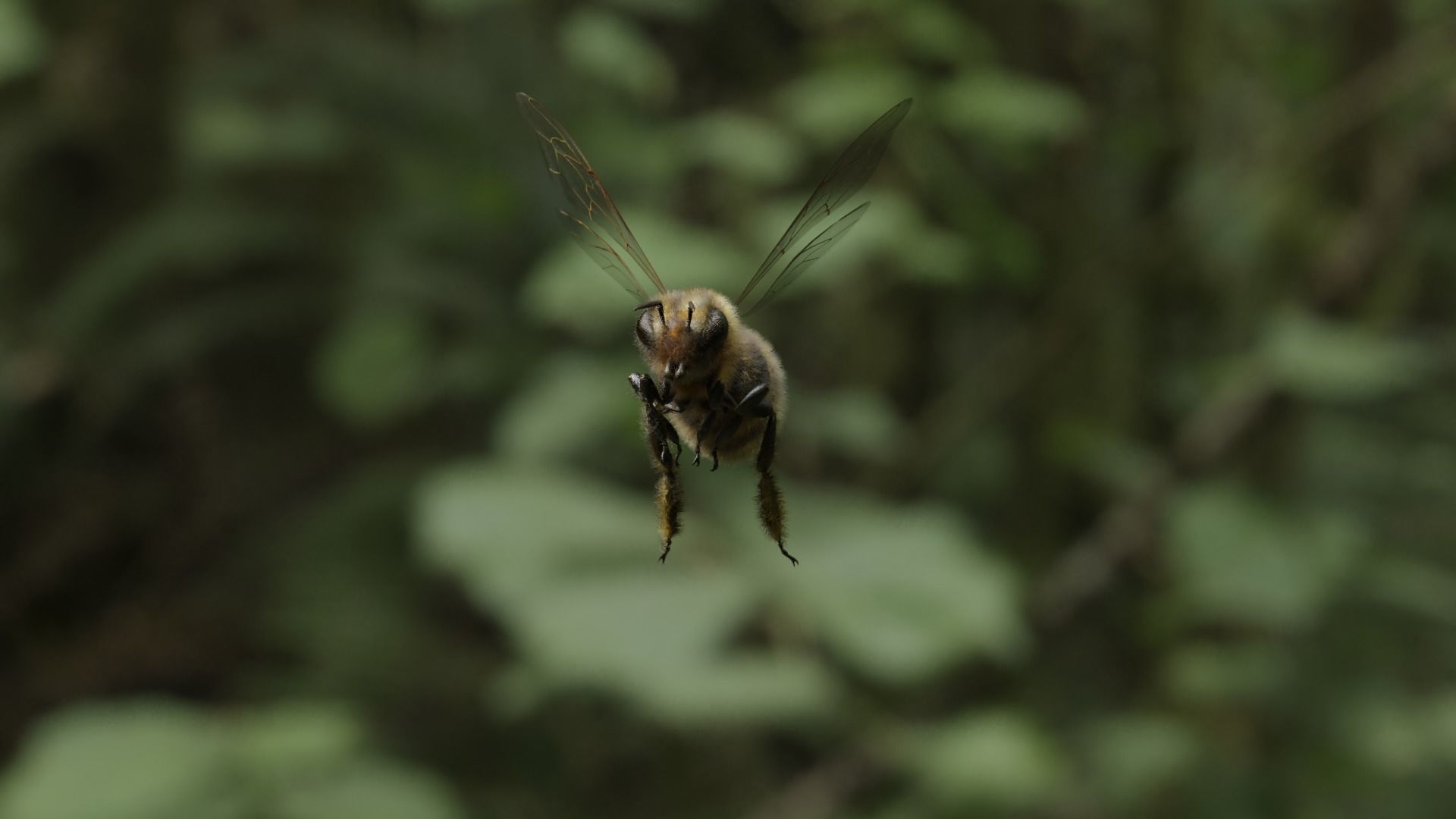 Honey bee Low-poly 3D model_20