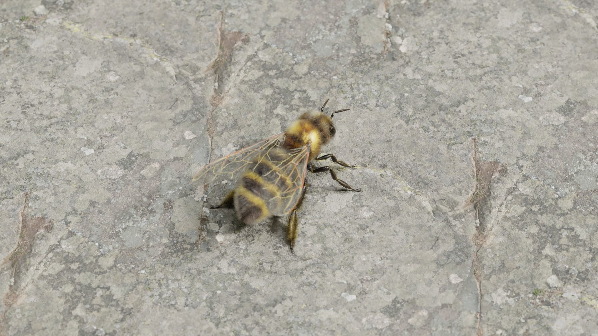 Honey bee Low-poly 3D model_49