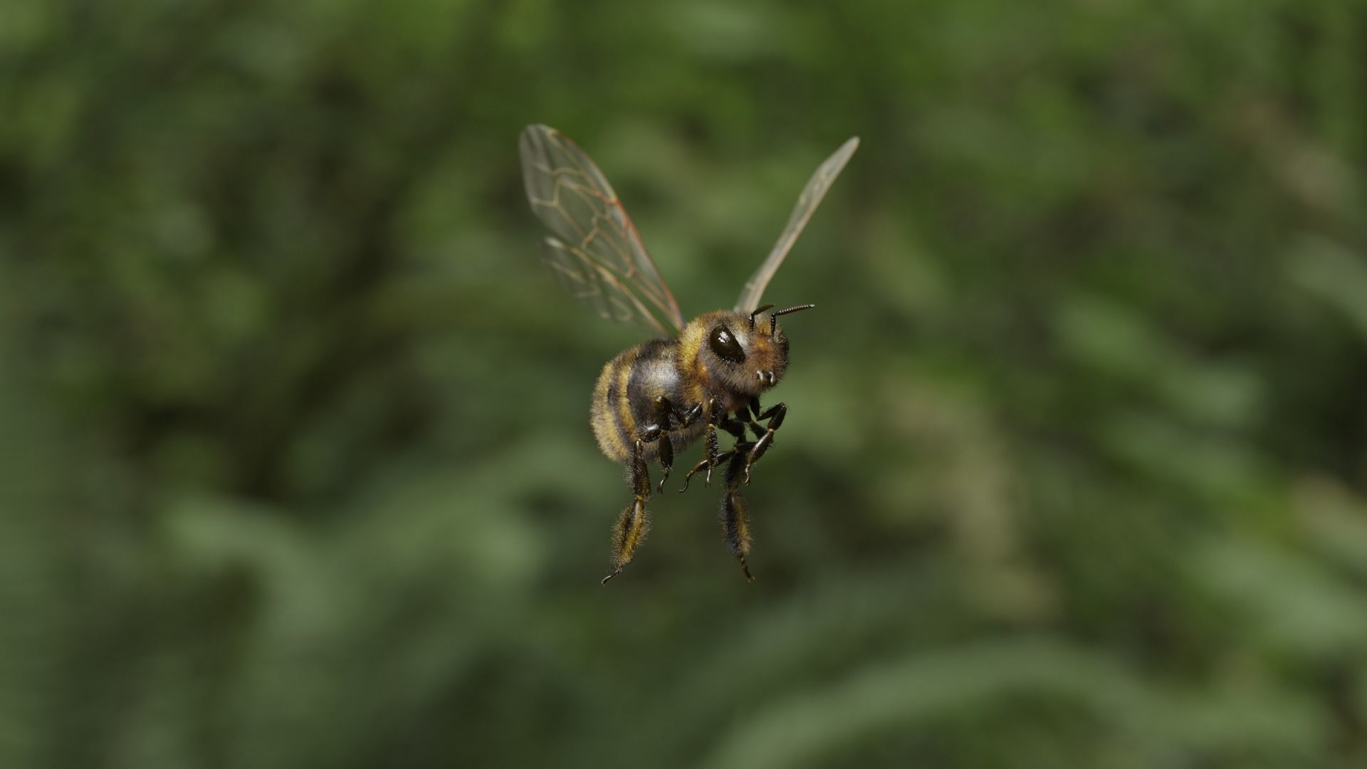 Honey bee Low-poly 3D model_34