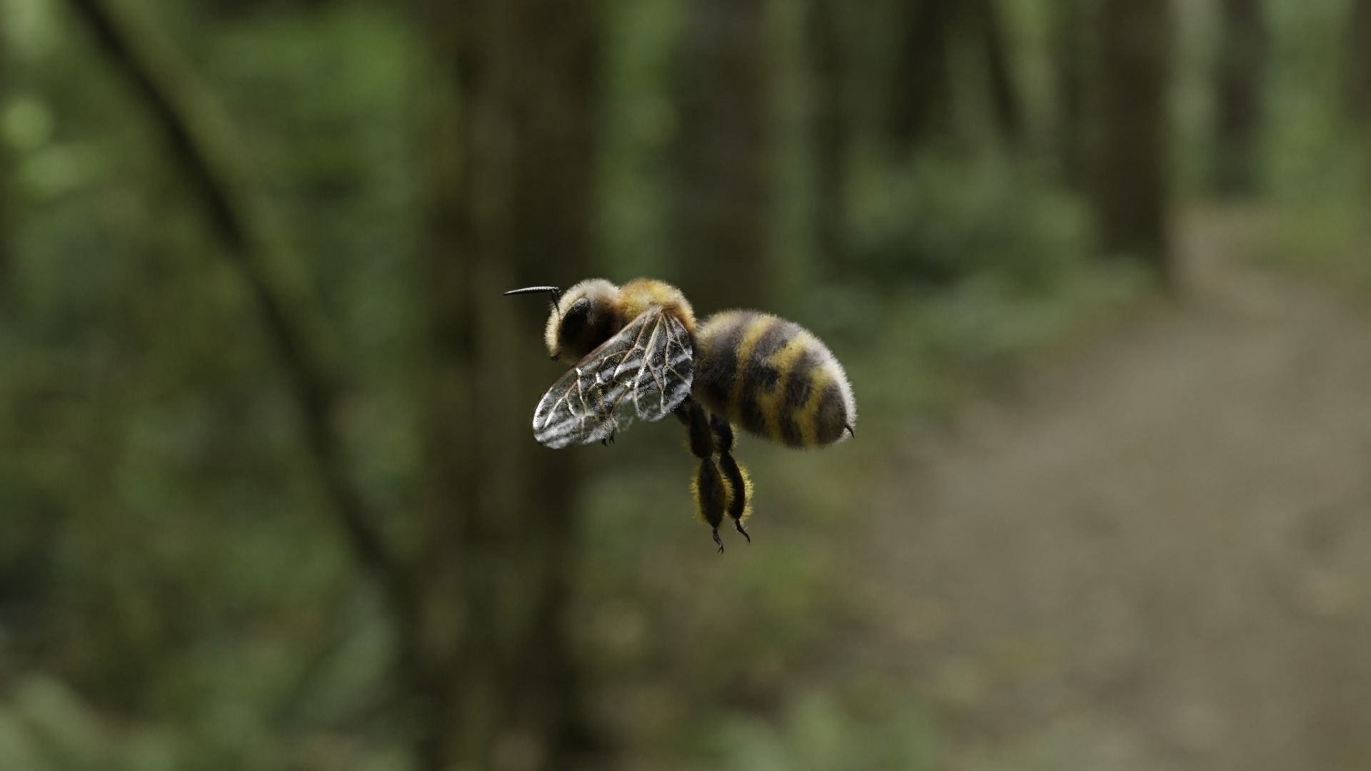Honey bee Low-poly 3D model_13
