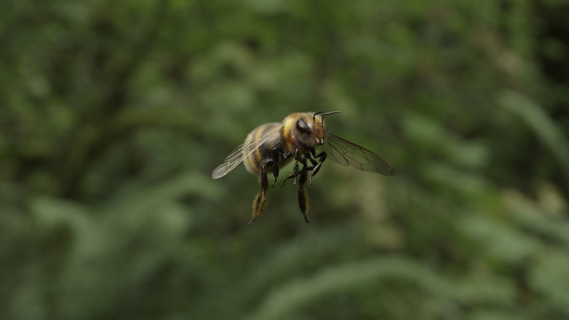 Honey bee Low-poly 3D model_18