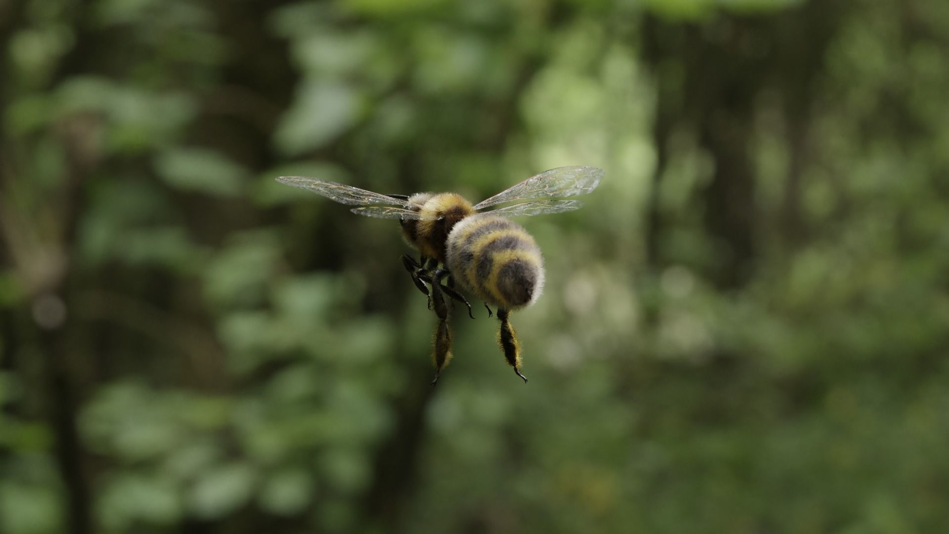 Honey bee Low-poly 3D model_42