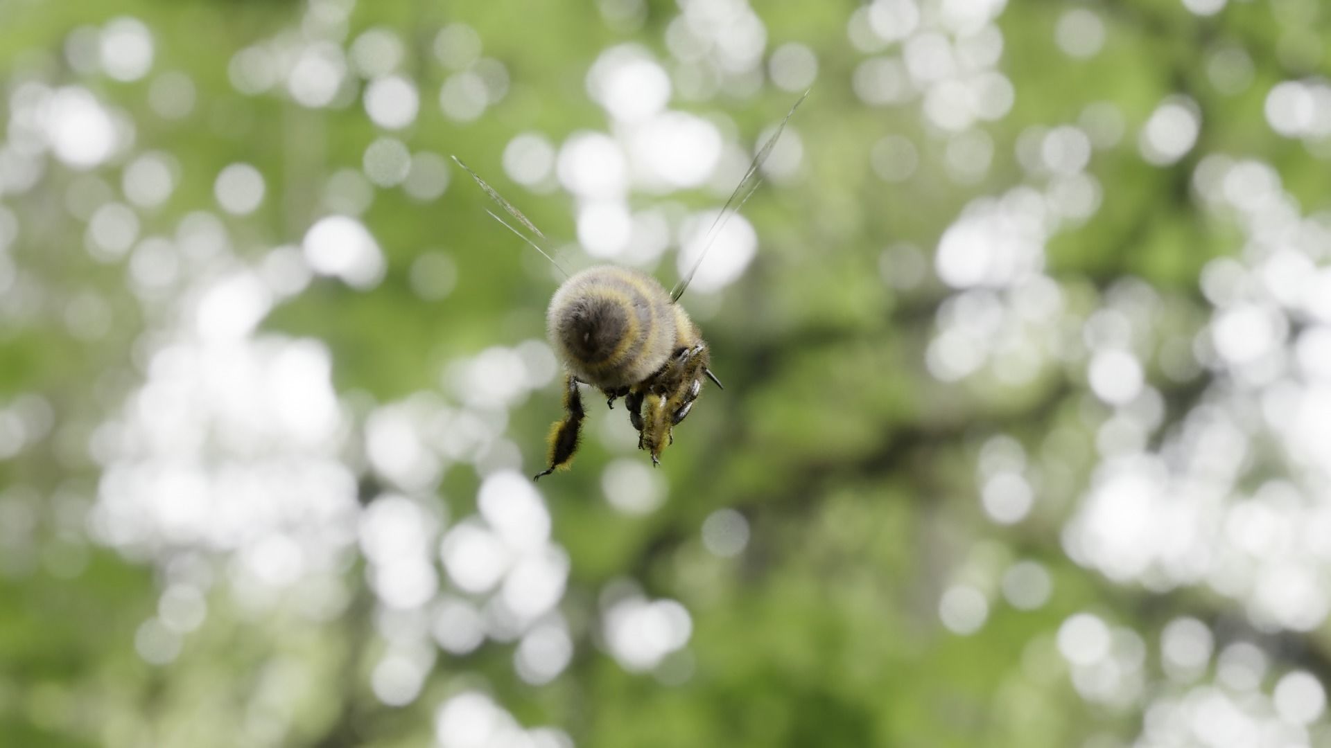 Honey bee Low-poly 3D model_31