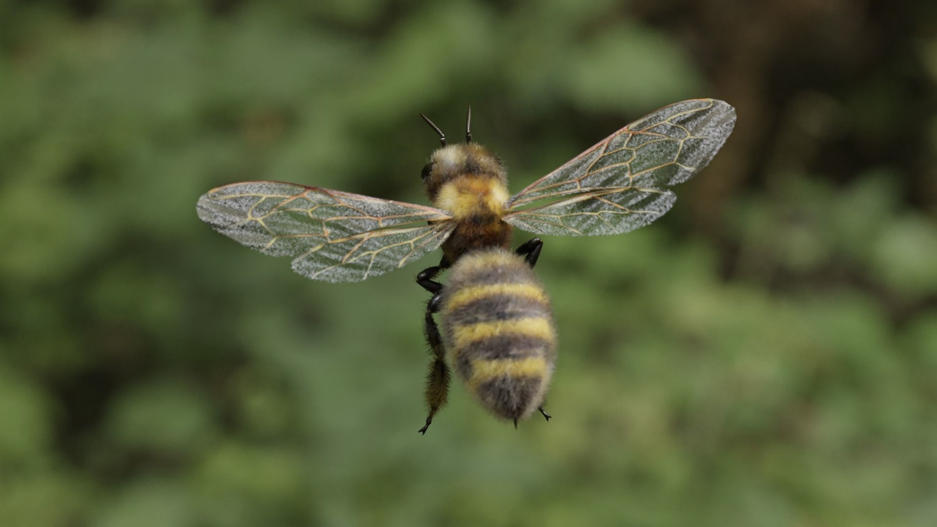 Honey bee Low-poly 3D model_44