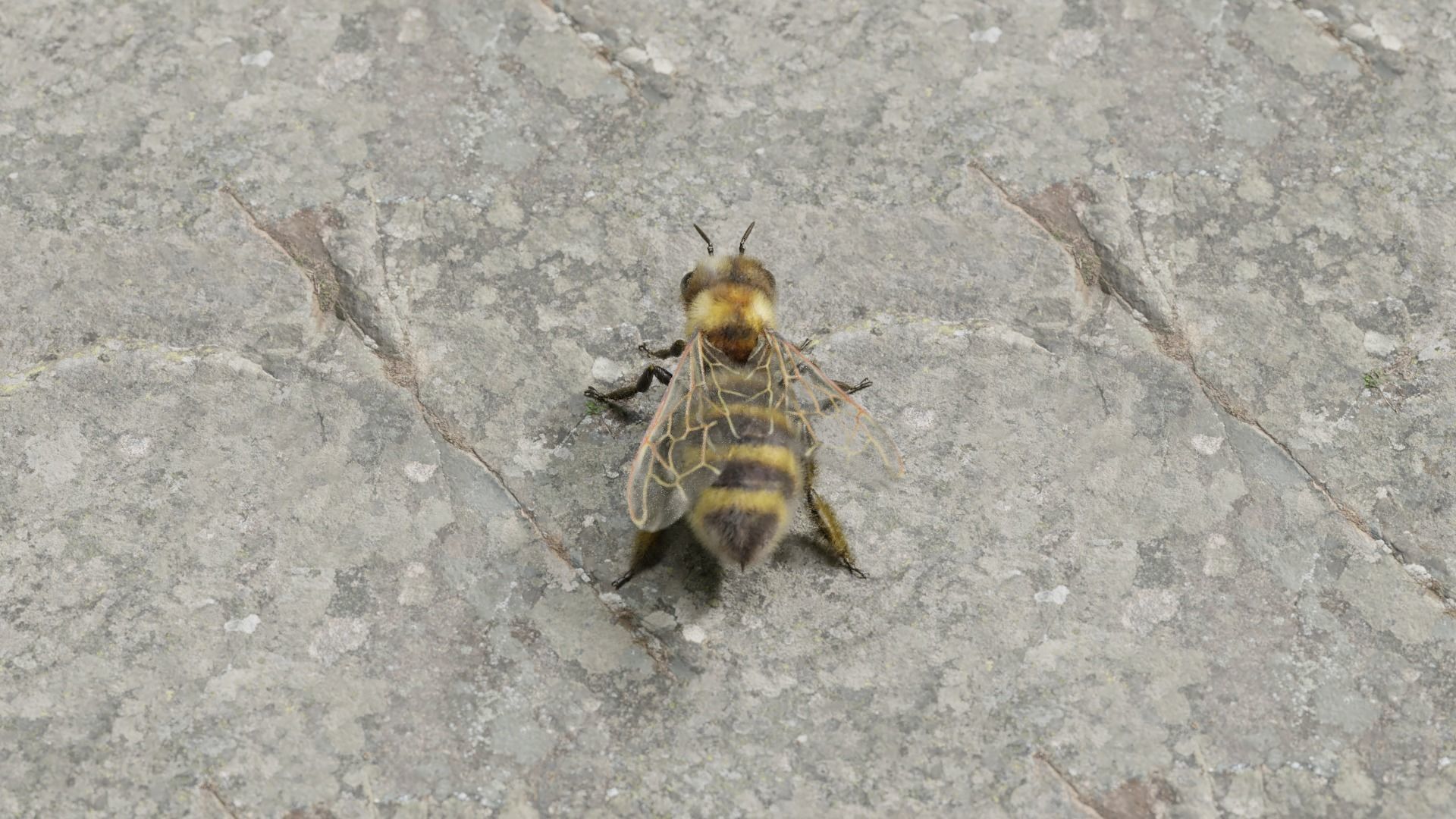 Honey bee Low-poly 3D model_32