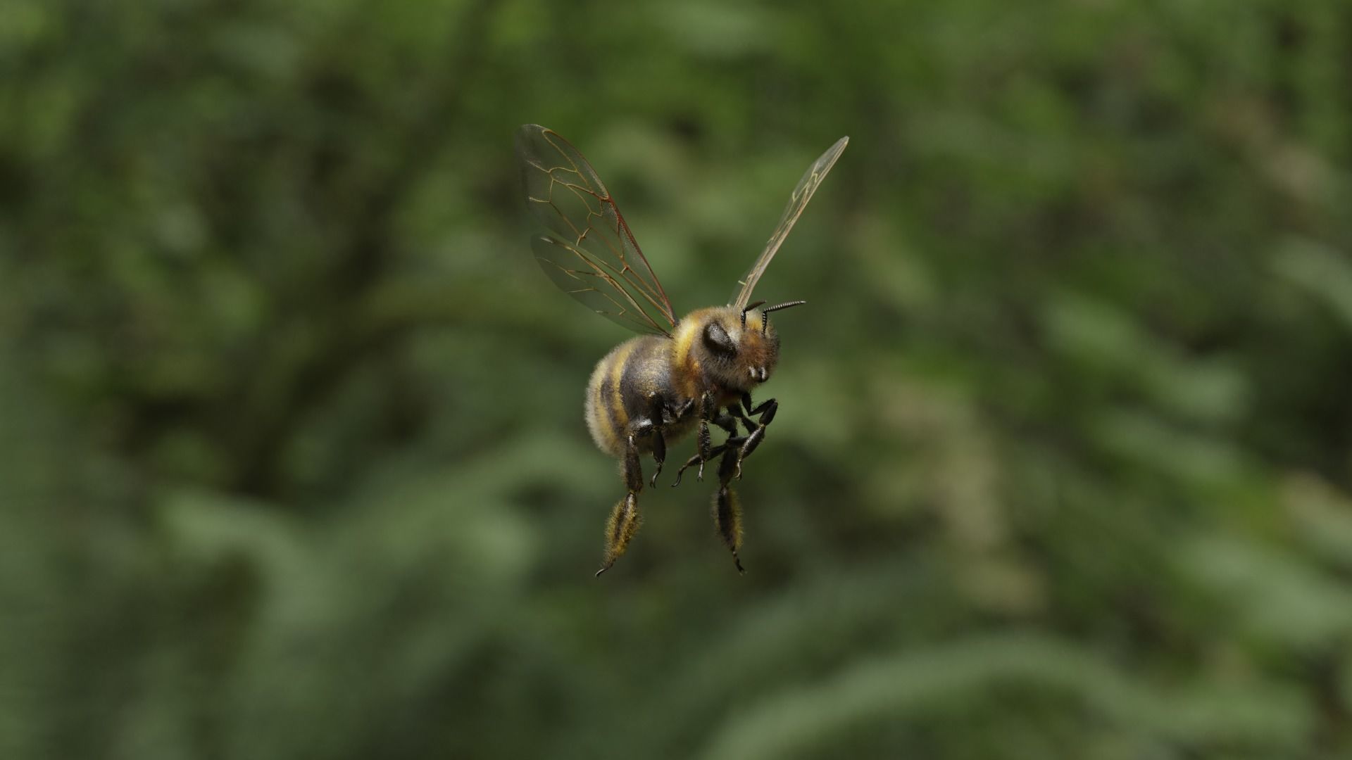 Honey bee Low-poly 3D model_2