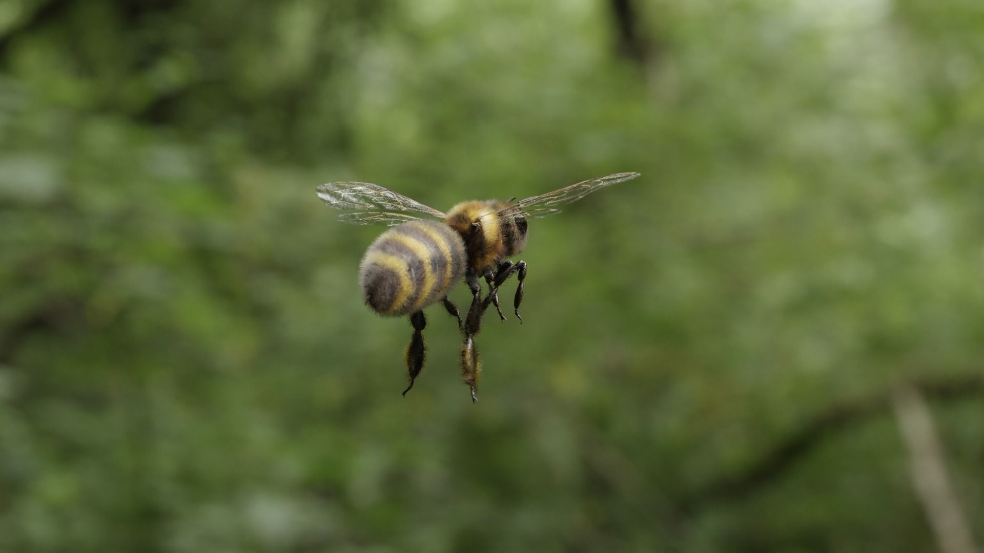 Honey bee Low-poly 3D model_16