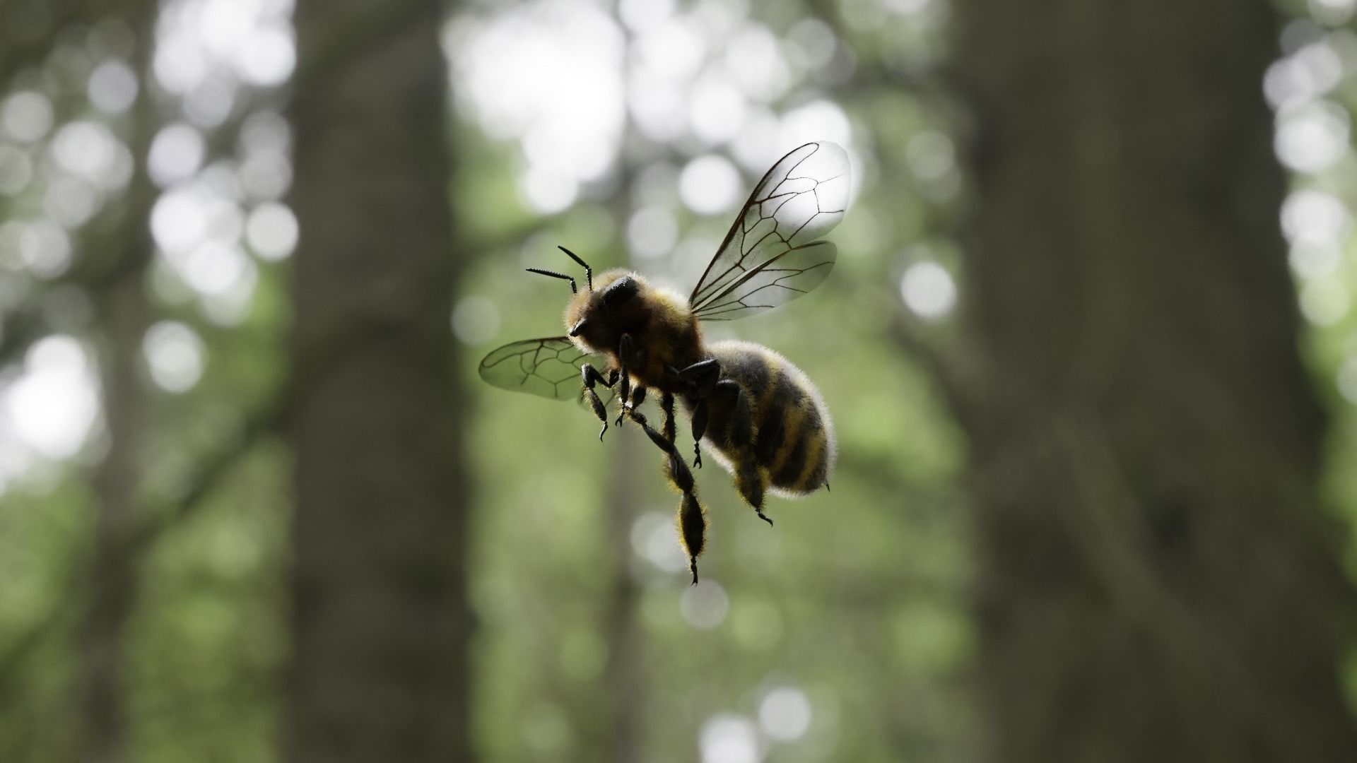 Honey bee Low-poly 3D model_10