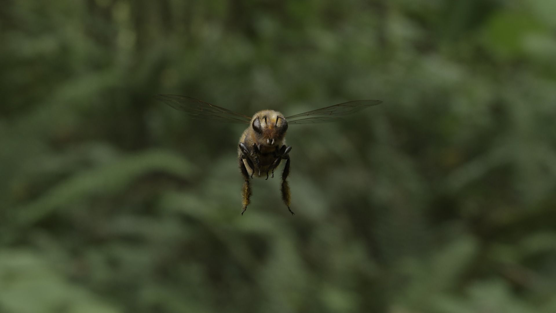 Honey bee Low-poly 3D model_19